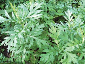 cach_chua_dau_bung_kinh_hieu_qua_tu_thao_duoc_tu_nhien_2