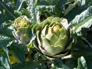 nhung-cay-thuoc-tot-cho-gan-de-tim-xung-quanh-chung-ta