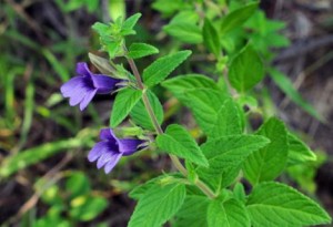 nhung-cay-thuoc-tot-cho-gan-de-tim-xung-quanh-chung-ta-hinh-3