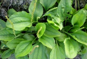 nhung-cay-thuoc-tot-cho-gan-de-tim-xung-quanh-chung-ta-hinh-4