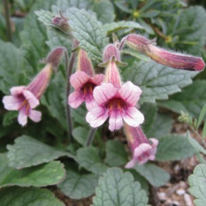 bai-thuoc-bo-than-chua-vo-sinh-cho-ca-nam-lan-nu-hinh-2