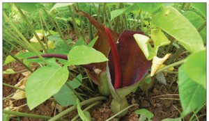 bai-thuoc-tri-gan-nhiem-mo-voi-thao-duoc-co-day-xung-quanh-chung-ta