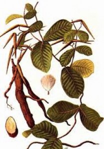 ngua-nhu-dien-mua-dong-cung-het-voi-11-bai-thuoc-nay