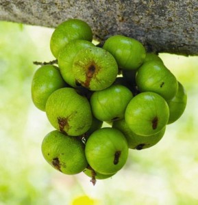 sung-ham-thit-lon-mon-an-chua-viem-khop-chi-sau-2-tuan-hinh-2
