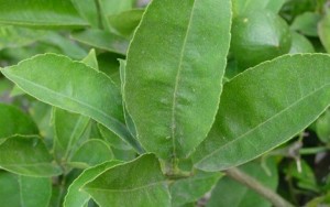 loai-la-chua-dut-diem-sau-rang-viem-loi-mang-lai-hoi-tho-thom-mat-hinh-2