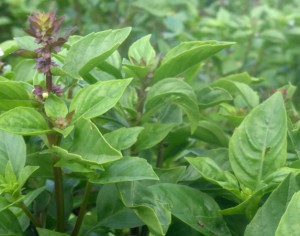 6-loai-rau-bo-sung-vitamin-cho-mat-sang-khoe