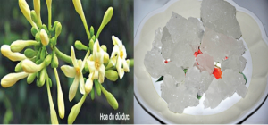 8-bai-thuoc-tu-duong-phen-tri-ho-dai-dang-hieu-nghiem-Hinh-11