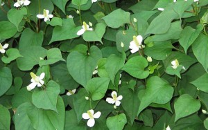 cach-giai-nhiet-nhanh-chong-bang-rau-diep-ca-it-nguoi-biet