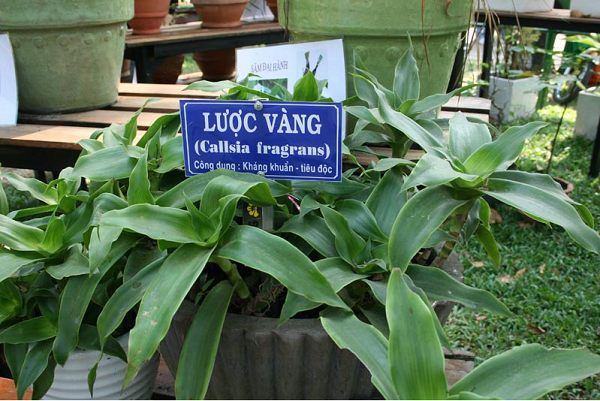 cay-luoc-vang-trong-dong-y