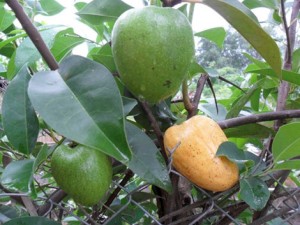 loai-cay-chua-lao-phoi-co-nhieu-o-viet-nam-nhung-lai-bi-bo-quen