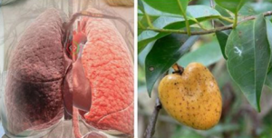 loai-cay-chua-lao-phoi-co-nhieu-o-viet-nam-nhung-lai-bi-bo-quen-hinh-3