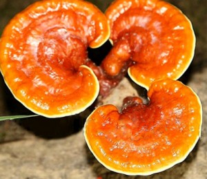 namlinhchitriungthu-jpg-135924-1470-5351-1502243046