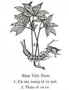 sam-ngoc-linh-9505-1493808966