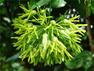 6-bai-thuoc-tri-benh-tu-hoa-thien-ly1_neph