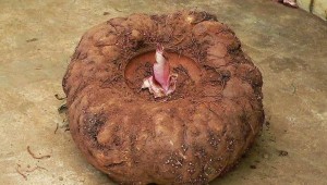 cong-dung-cua-cu-khoai-nua-1