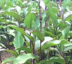 cong-dung-va-bai-thuoc-chua-benh-tu-cay-dong-rieng-do-Hinh-2