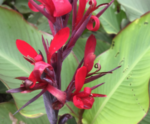 cong-dung-va-bai-thuoc-chua-benh-tu-cay-dong-rieng-do-Hinh-9