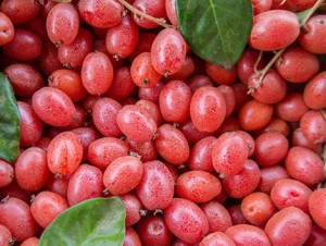 qua-nhot-1553068224157175128689_hypo