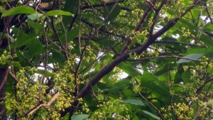 tac-dung-cua-la-voi1-600x337