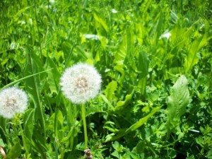 bo-cong-anh1-e1525427321139