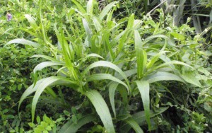 cay-bo-cong-anh-154705383833581326753-crop-1547053868071964437109