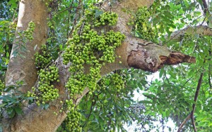 cay-sung-15466675080971187040609-crop-1546667524790613568640