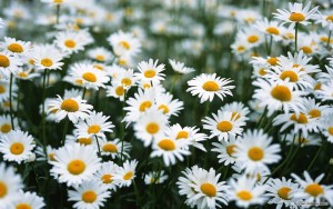 hat-giong-cuc-anh-thao-3