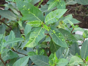 la-sung-15466676877921169880325