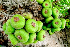 Loai-qua-moc-day-goc-nhung-rat-it-nguoi-an-lai-co-tac-dung-chua-benh-than-ky-1-1559545477-974-width1000height667